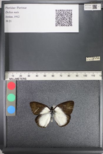 Media type: image;   Entomology 131676